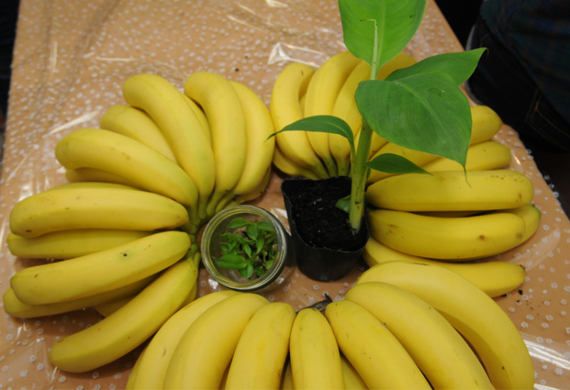 蘇拉颱風襲台，造成香蕉農損嚴重，農委會今天宣布，即日起至明年1月底為止，蕉苗每株將調降3至4元，以減低農民負擔，並儘快恢復生產。圖：翁嫆琄/攝。   