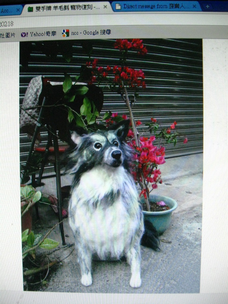 圖為寵物復刻的成品，寵物狗「Amigo」。圖片翻攝自〈雙手牌 羊毛氈 寵物復刻〉 部落格。   