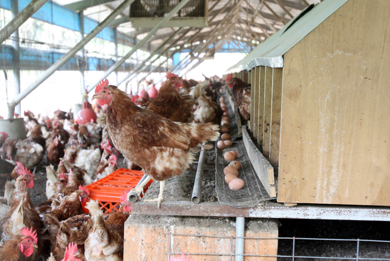 新北市三重區的市場也傳出有雞隻感染禽流感病毒，防檢局副局長黃國青表示，目前朝低病原性判定。圖片來源：中央社資料照片。   