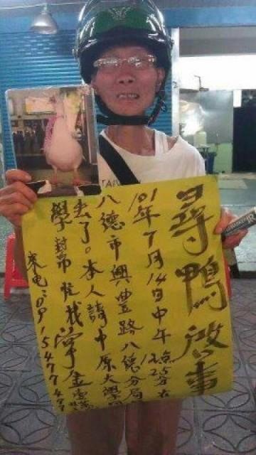 桃園縣八德市一名姜姓男子日前貼出啟示，表示想尋找自己飼養8個月的「愛鴨」，牠的名字叫「蔡妹妹」。圖片來源：翻攝自網路   