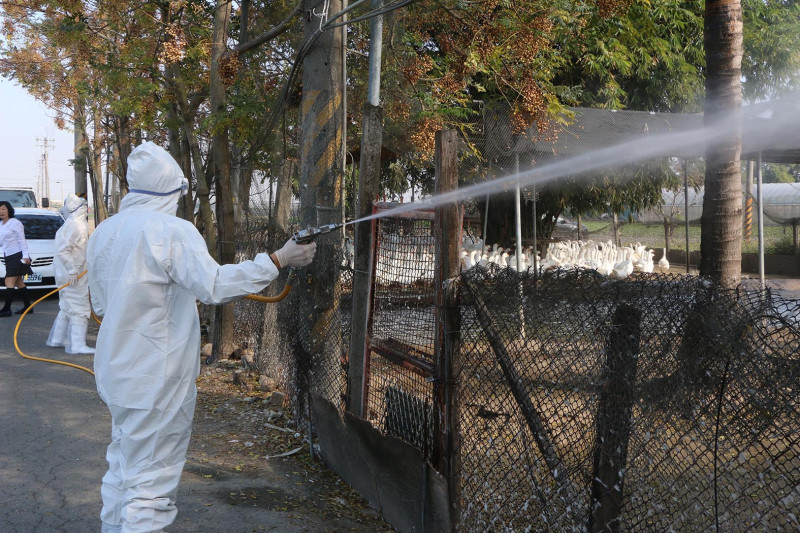 防檢局今(13)日表示，目前全台確定爆發禽流感的養殖場已有20場，而送檢的共有7縣市65場。圖：嘉義縣政府提供。   