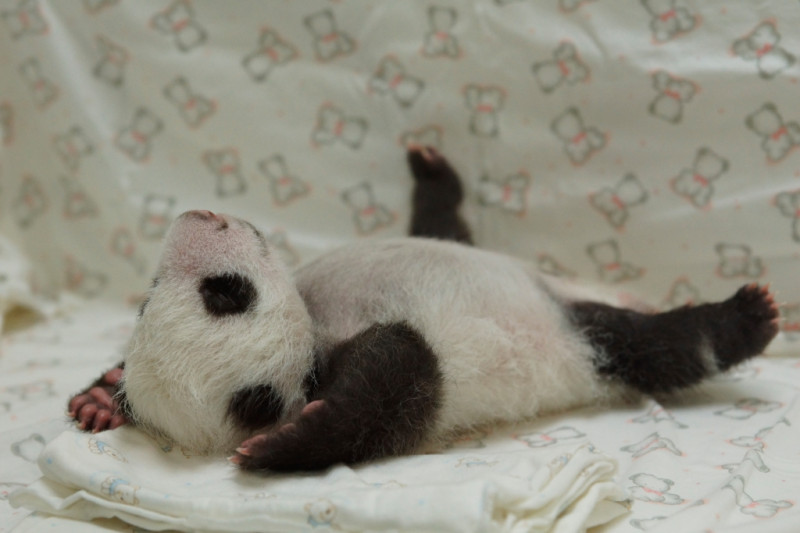 出生後一直是外界焦點的台北市立動物園小貓熊「圓仔」，她的睡姿今天被公開了。圖：台北市立動物園提供。   