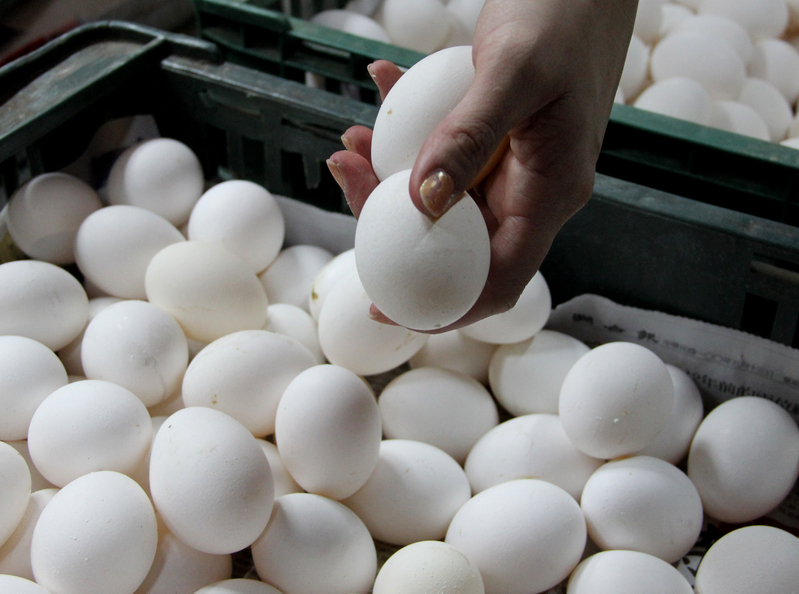 國內首爆H5N2高病原性禽流感病毒，農委會卻隱匿疫情近2個月，才在昨天證實有此事，但傳出疫情的彰化蛋雞場，估計在這段期間已有約200萬顆問題蛋流入市面。圖為一般的雞蛋。圖片來源：中央社資料照片。   