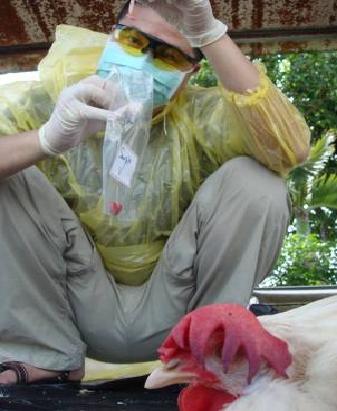 導演李惠仁為了追查台灣的禽流感疫情，自己採集病死雞隻、解剖送驗。圖片來源：李惠仁提供。   