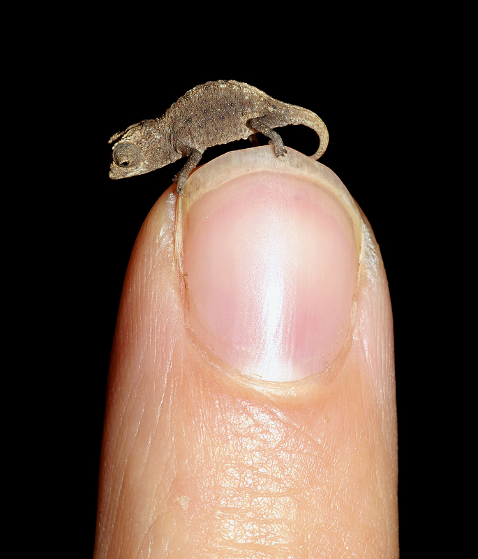 科學家在東非馬達加斯加島上發現全球最小的變色龍，身體最長僅有2.9公分，小到可以站在人的指尖或是火柴頭上。圖片來源：達志影像/路透社   