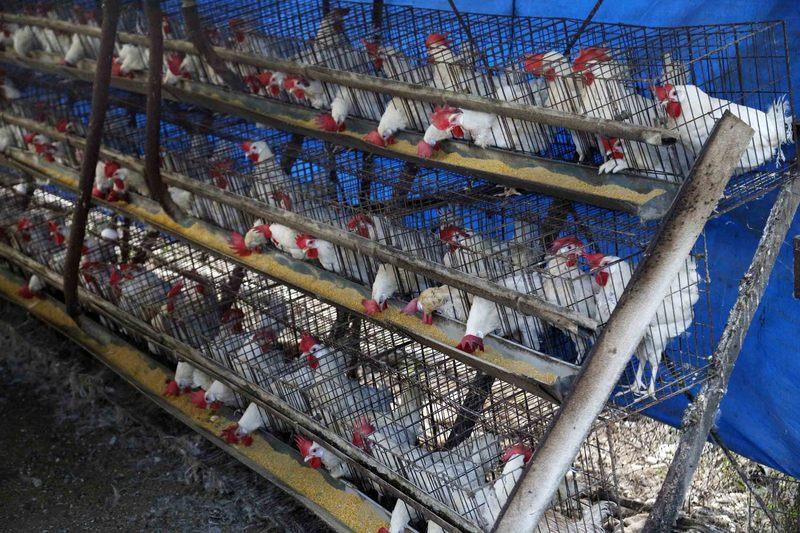 台東太麻里證實有雞場感染H5N2禽流感，3日下午進行撲殺。圖：中央社資料照片   