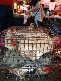 根據中國新華網昨（25）日的報導指出，香港大學與浙江大學聯合團隊研究H7N9禽流感病毒，出現關鍵性的發展，研究人員認為，活禽市場是人類感染H7N9的病毒源頭。圖：中央社資料照片   