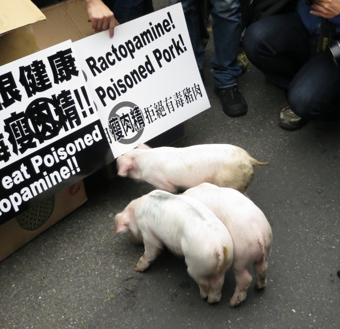 全國養豬戶今日帶了幾隻小豬來一起加入反瘦肉精美牛遊行。圖片：林朝億/攝&nbsp;&nbsp;&nbsp;