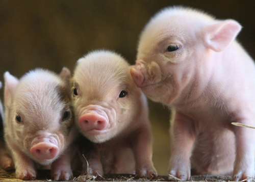 截至2011年，美國食品與藥物管理局(FDA)仍接獲許多使用萊克多巴胺豬隻有後遺症的報告，但FDA認為不一定是萊克多巴胺所引起。圖片來源：翻攝自網路。   