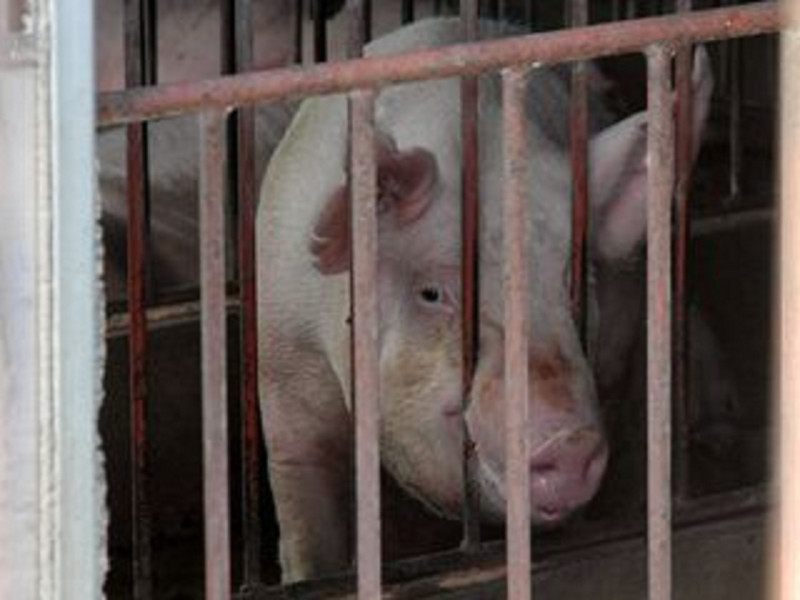 中國廣州豬隻傳出口蹄疫疫情，但官方表示，不致影響世運賽馬。圖片來源：中央社資料照片   