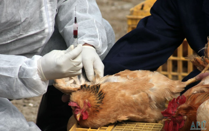 根據WHO的報告，於中國檢驗的8萬隻鳥類，不超過40隻在病毒檢驗上呈現陽性，且沒有發病的跡象。圖：翻攝自網站   