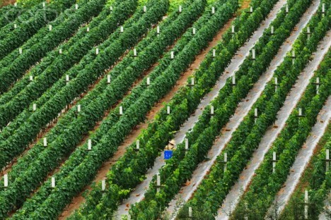 中國種植釀酒葡萄的面積已經躍居世界第二大。圖：翻攝網路   