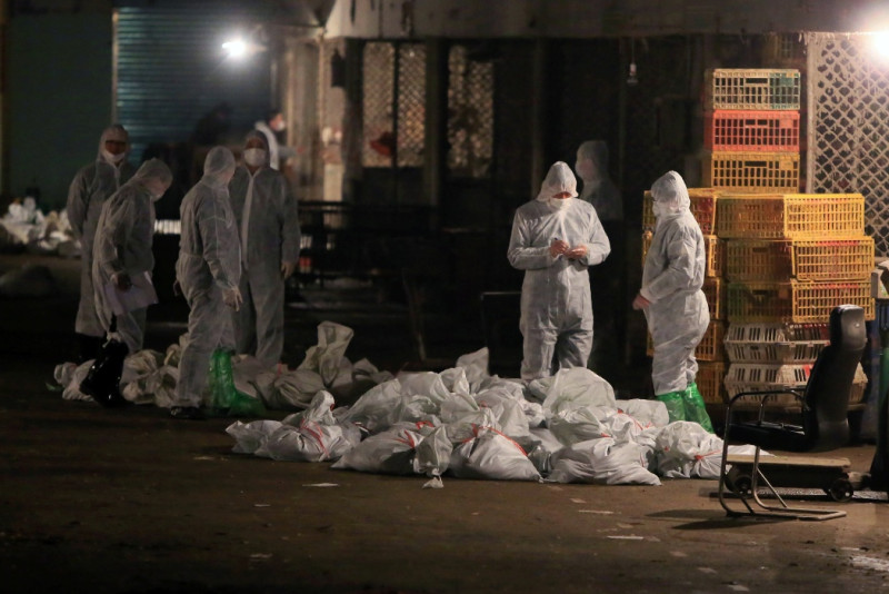 上海市當局作為防疫工作的一環，6日起著手撲殺食用家禽，到8日為止撲殺數目已達10萬隻。圖片來源：達志影像/路透社。   
