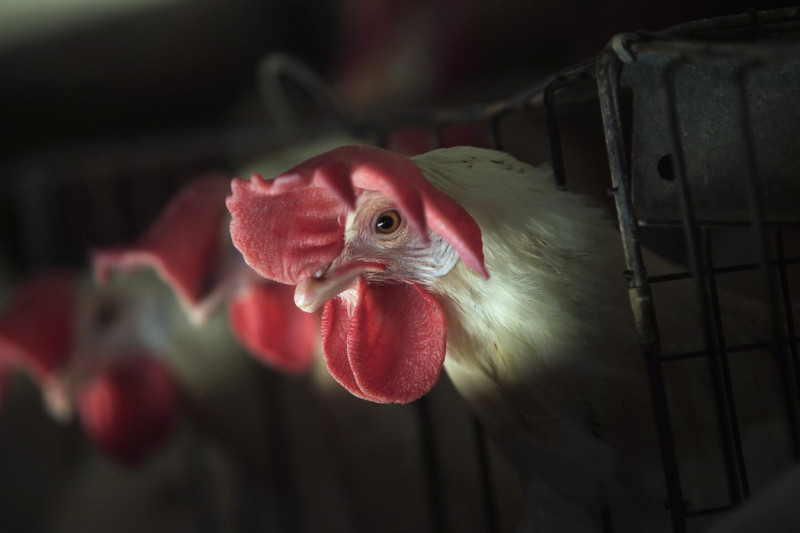世衛專家指出，由現有證據判斷，活禽市場是人感染H7N9的主要來源地。圖片來源：達志影像/路透社。   