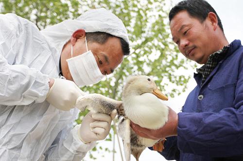 中國一項最新研究指出，鴨子是禽流感病毒的「大熔爐」，病毒在體內交換基因後，形成可以傳染給哺乳類的新病毒H7N7。圖：翻攝自網路   
