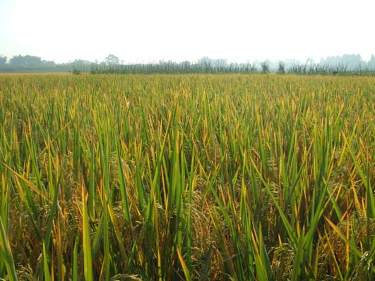 中國推廣種植超級稻，卻在安徽發生嚴重欠收，受災面積超過1萬畝。圖：翻攝網路   