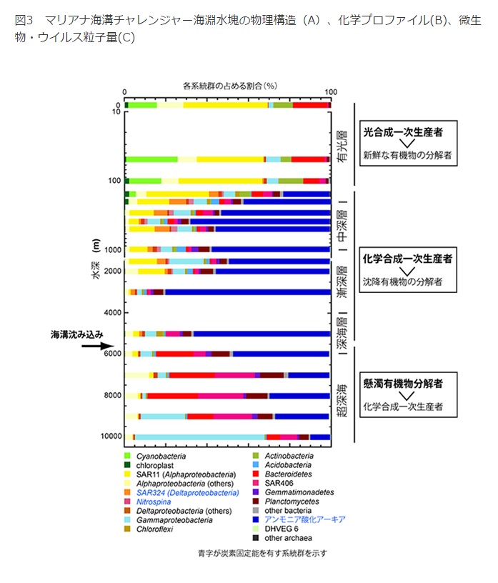 馬里亞納海溝挑戰者深淵中微生物群聚結構。圖片來源：日本獨立行政法人海洋研究開發機構   
