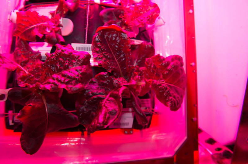 太空人利用特殊的蔬菜盒子，在太空種植出新鮮萵苣。圖：翻攝NASA臉書   