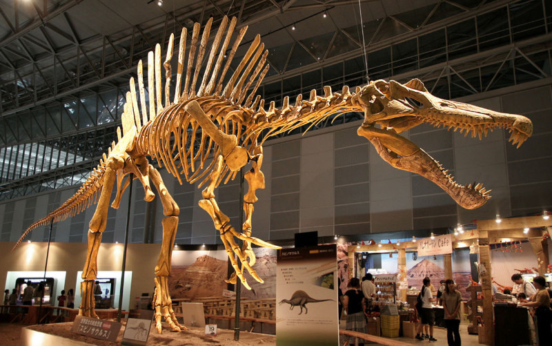 埃及棘龍的骨架模型，位於日本千葉幕張展覽館。圖片來源：FunkMonk攝影上傳，維基共享資源CC2.0授權。   