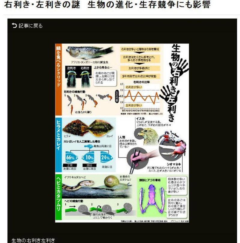 不只人類，魚、蛇和蝸牛也有左右撇子之分。圖片來源：翻攝自朝日新聞網站。   