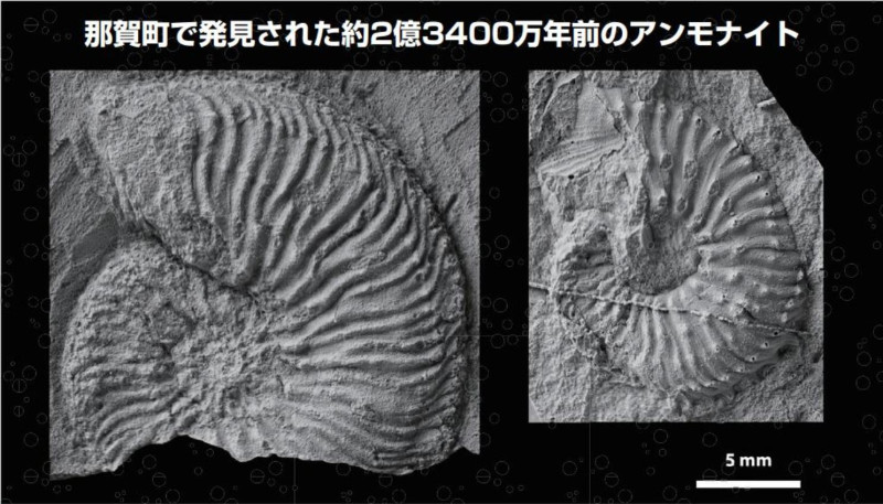 日本德島縣立博物館首次發現2億3400萬年前(三疊紀後期)生存，屬於之前在奧地利和中國都發現過、拉丁學名為「Sirenites senticosus」的菊石種類。圖片來源：日本德島縣立博物館提供。   