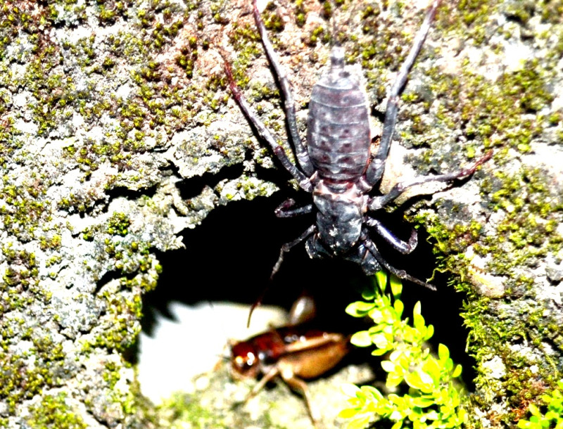 鞭蠍都住在鄉下駁坎所留的排水口中，有時外出，牠的巢也會被其他昆蟲侵入。圖3：陳權欣/攝。   