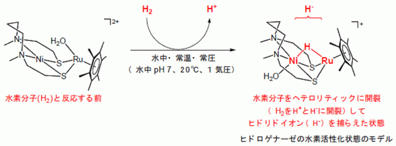 日本獨立行政法人科學技術振興機構(Japan Science and Technology Agency，JST)在2007年發表了〈氫氣活性化酵素模型化成功〉(將可能應用在氫氣能源研究開發上)，圖片說明了氫酶如何可能將氫氣分解的化學式過程。圖片來源：日本獨立行政法人科學技術振興機構。   