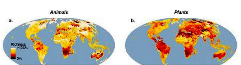 2080年動物(左)、植物(右)生物多樣性減少的預測。顏色越濃厚之處顯現物種的劇減。圖片來源：英國《自然─氣候變遷》科學雜誌提供。   