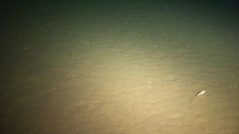 觀測裝置的照相機拍攝到，馬里亞納海溝挑戰者深淵深達1萬900公尺的海底。右下角是隻短腳雙眼鉤蝦 (Hirondellea gigas)，是一種細小像蝦的端足類，屬於動物界、脊索動物門、軟甲綱、端足目、鉤蝦亞目。圖片來源：海洋開發機構提供。   