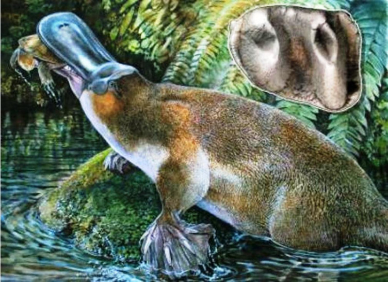 澳洲發現巨大鴨嘴獸的牙齒化石(圖右上)。此圖為生存在1500萬年前到500萬年前的鴨嘴獸同類想像圖。圖片來源：澳洲新南威爾斯大學研究團隊提供。   