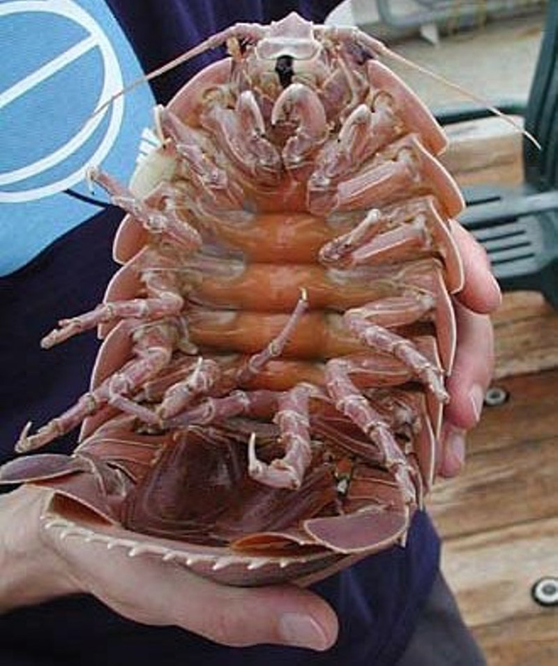 大王具足蟲棲息在墨西哥灣的深海裡，體長50公分，體重1公斤，有「海洋清道夫」之稱。圖片來源：維基共享資源公共領域。   