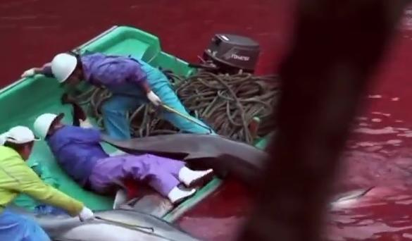 紀錄片「血色海灣」中的一幕，該片曾因披露太地町不人道的海豚圍捕作業，引起全球震驚。圖：翻攝自網路   
