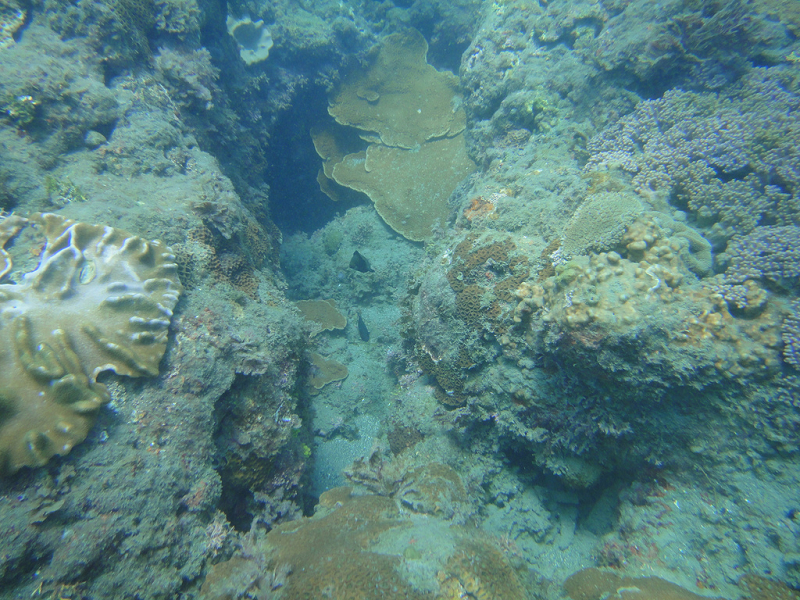 杉原珊瑚雖不少，卻面臨沉積物威脅(TEIA)。圖片來源：台灣環境資訊中心提供   