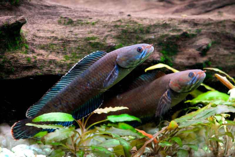 科學家發現藍色細小會走路的鱧魚，離水也能呼吸，在陸地上最高可以生存4天圖：翻攝WWF官網   