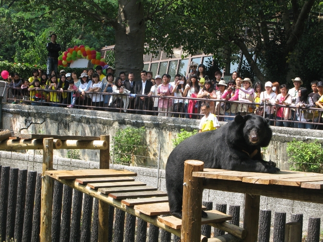 台灣黑熊「波比」在木作遊樂設施攀爬，引來遊客一陣驚呼。圖片來源：高雄市觀光局   