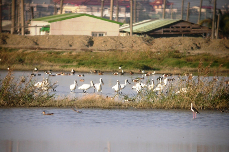茄萣溼地在台灣溼地保護聯盟的努力之下，高雄市政府已於2011年在茄萣劃設82公頃濕地公園，成為保護野鳥重要棲地。圖：地球公民基金會提供   