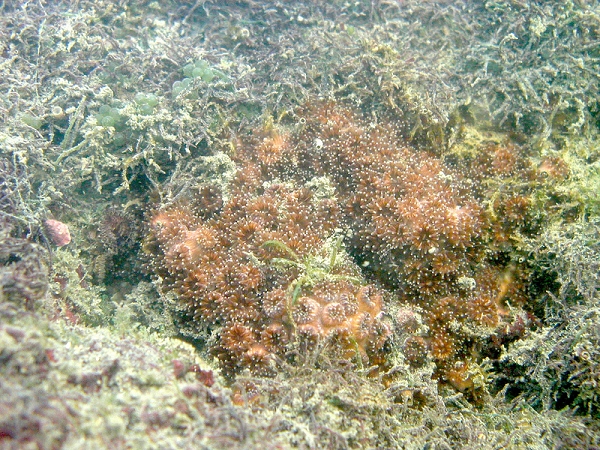 圖為「柴山多杯孔珊瑚」（Polycyanthus chiashanensis）。圖片來源：台灣環境資訊中心提供   