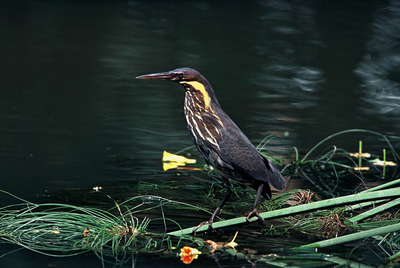 稀有的黃頸黑鷺首次在高雄市區鳥松溼地公園現蹤。圖：高雄野鳥學會提供   
