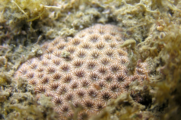 圖為「福爾摩沙偽絲珊瑚」（Pseudosiderastrea formosa）。圖片來源：台灣環境資訊中心提供   