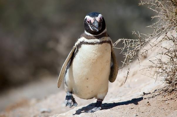 美國華盛頓大學的研究發現，氣候變遷已威脅企鵝的生存。圖：翻攝自維基百科   