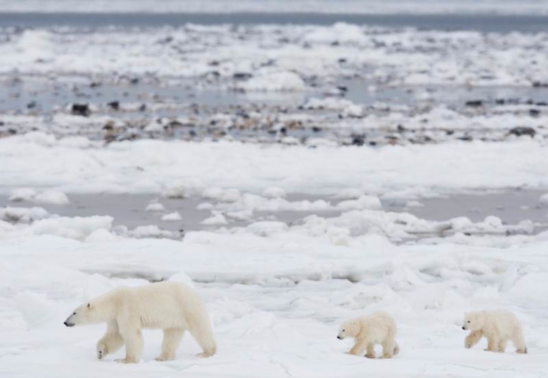 天氣正在變得更加極端，冰層(ice sheet)和冰河(glacier)正在融化，海平面正在上升。許多北極熊因為冰層融化，面臨生存危機。圖片來源：達志影像/美聯社。   