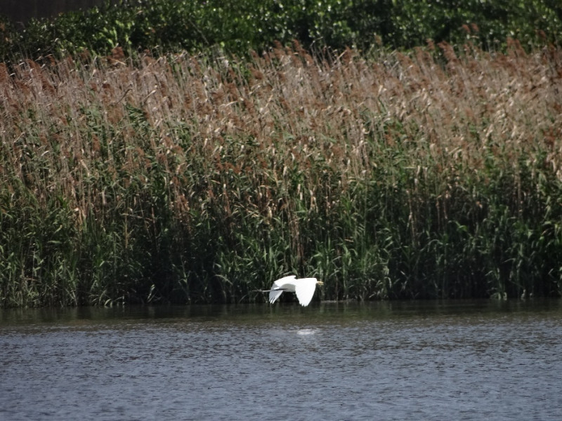 內政部今(2)日宣布我國「濕地保育法」正式施行，圖為小白鷺低飛淡水河流域濕地蘆葦叢。圖：內政部提供   
