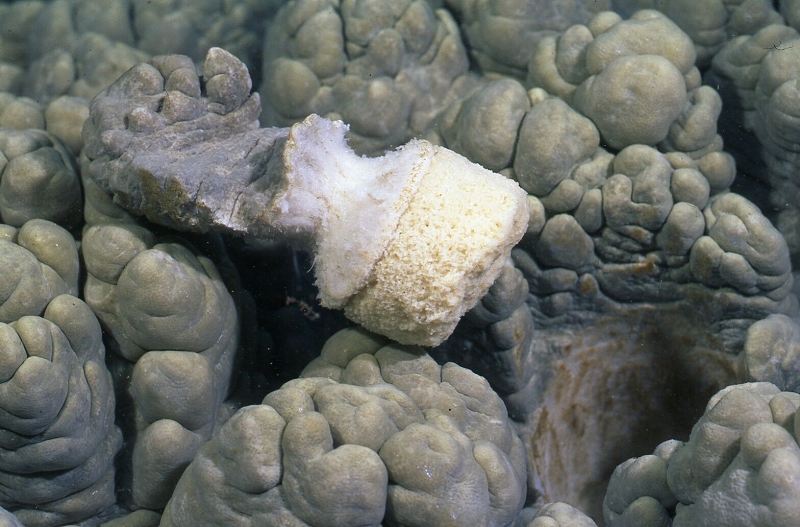 中央研究院海洋生物學者鄭修明博士與其國際研究團隊發現，「指形軟珊瑚」(Sinularia)具有膠結其體內的游離骨針，並將之形成堅固「骨針岩」礁石的能力。圖片來源：中央研究院提供   