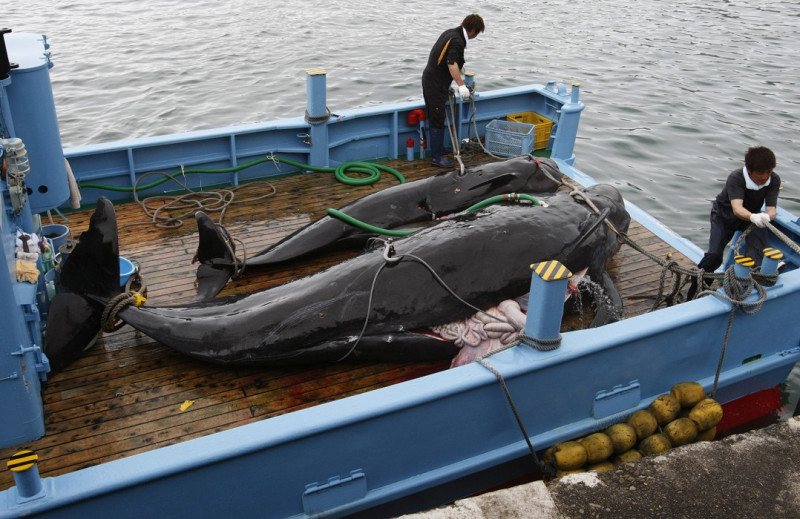 聯合國國際法庭就澳洲控告日本捕鯨一案，裁定日本敗訴，指日本在南極的捕鯨行動違反國際公約，必須暫時停止。圖片來源：達志影像/路透社資料照片   