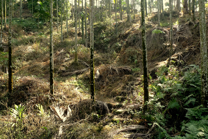 人工造林砍檳榔樹種小苗，而在造林範圍內噴灑除草劑，更導致大地一片枯黃。圖片來源：地球公民基金會提供   