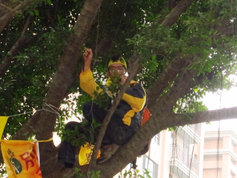 為保護板橋區江翠國中校園內的老樹不被砍掉，江翠護樹志工隊的成員潘翰疆爬上老樹護樹。（記者陳冠廷攝）   