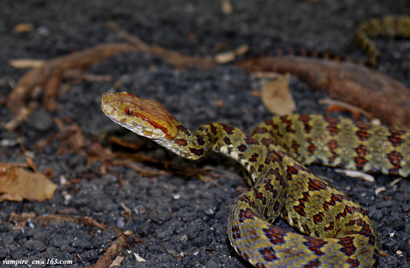 一身華麗色系紅、黃、橘色，猛一看還以為是綴滿珠寶的響尾蛇，令人驚豔。圖：翻攝WWF官網   