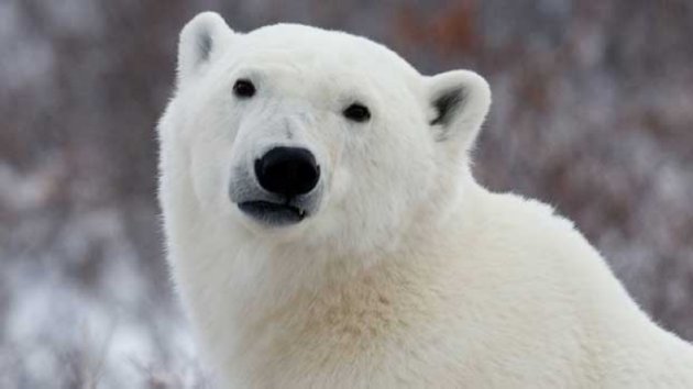 北極熊已經面臨生存地點溫度上升危機，越來越難捕獲足夠食物。圖：翻攝網路   
