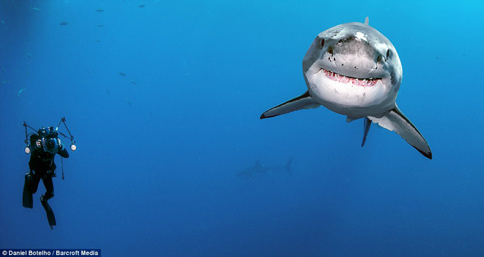 知名海洋攝影師Daniel Botelho和大白鯊共游24小時。圖片來源：動物社會研究會提供   