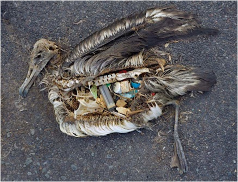 太平洋上的中途島是黑背信天翁的故鄉，但每年卻有20萬信天翁雛鳥因為誤食塑膠垃圾而喪命，荒野保護協會等環保團體今（13）日召開記者會表示，這些垃圾中甚至有5000公里外的台灣飄到過去的打火機。圖片來源：荒野提供   